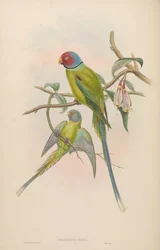 Palaeornis rosa = Psittacula roseata